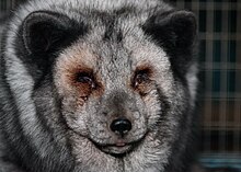 Fur animal in Finland in 2018 Fur industry in Finland.jpg