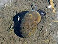 Great ramshorn snail crawling on muddy bottom