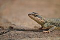 A garden lizard, South India.