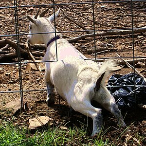 A goat squeezing through a fence