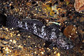 Image 80Rock goby (from Coastal fish)