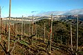 Fotos del Priorat