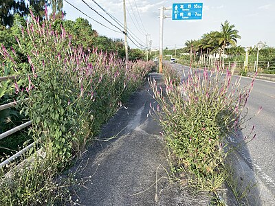 石垣島の歩道に生育する様子