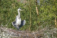 94. Platz: Herbert Horche mit Junger Graureiher (Ardea cinerea) im Nest auf einer von Land aus einsehbaren Insel der Harpener Teiche in Bochum (Nordrhein-Westfalen), Landschaftsschutzgebiet „Auf dem Sporkel/Werner Teiche/Kohlleppel/Wieschermühlenstraße…“ (LSG 4509-057)