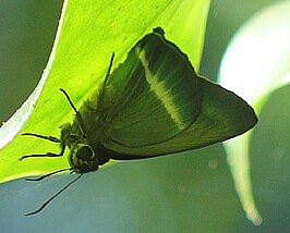 Hasora taminatus