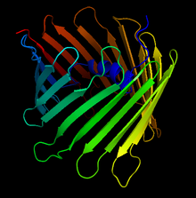 Протеинова структура на анионния канал, зависима от човешкото напрежение.png