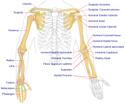 Human arm bones diagram.svg