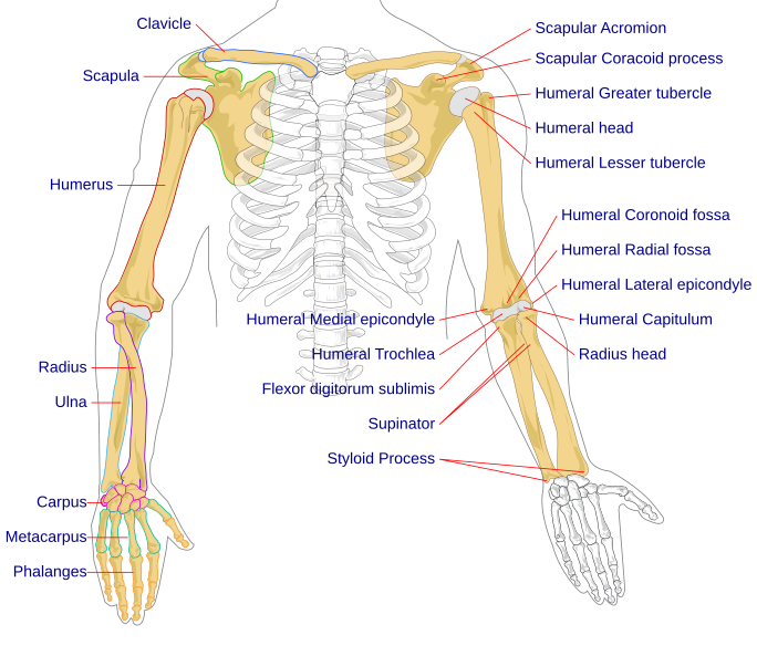 Pilt Human Arm Bones Diagram Svg  U2013 Wikipedia