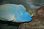 Gambar mini seharga Ikan Napoleon