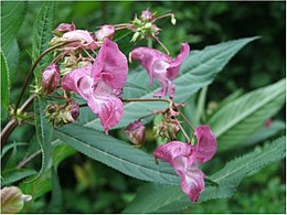 Bíbor nebáncsvirág (Impatiens glandulifera)