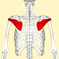 Infraspinatus muscle back2.png
