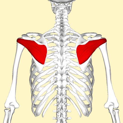Infraspinatus muscle back2