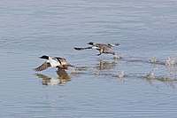 ברווזים מן הסוג מרגון "רצים על המים" על מנת לצבור מהירות מספקת להמראה