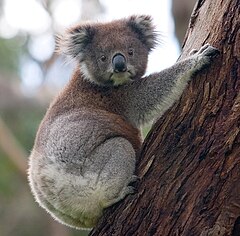 Un koala trepando por su nuevo árbol en el Parque Nacional Otway, Victoria, Australia