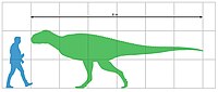 Size chart of Kryptops palaios