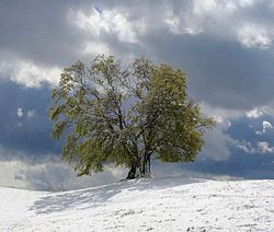 62. Platz: Boschfoto mit Wintereinbruch nach dem Blattaustrieb. Die Drumlin-Buche – bekannt als Pausenbild des Bayerischen Rundfunks – im Landschaftsschutzgebiet „Westlicher Teil des Landkreises Starnberg“ (LSG-00542.01).