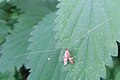 männlicher Falter des Degeers Langfühler(Nemophora degeerella)