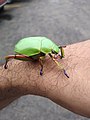 Chrysina triumphalis