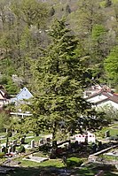 Lebensbaum (Thuja occidentalis) auf dem Friedhof