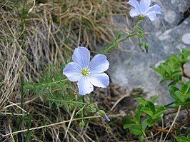 Linum alpinum