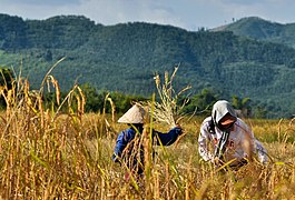 Nông dân thu hoạch lúa