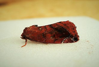 Brunrött rovfly, Cosmia pyralina