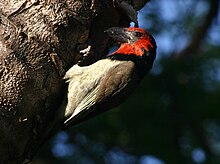 Lybius torquatus