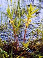 Terttualpi (Lysimachia thyrsiflora)