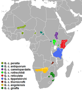 Description de l'image Mapa distribución girafa subespecies (Giraffa camelopardalis).png.
