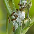 Колония мучнистых червецов (Pseudococcidae) и муравьи