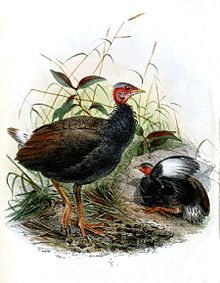 Tongan megapodes MegapodiusPritchardiiWolf.jpg