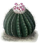 Melocactus curvispinus subsp. caesius