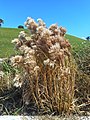 Miami Beach - Sand Dune Flora - South Pointe Park vegetation