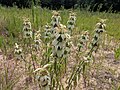 Monarda punctata