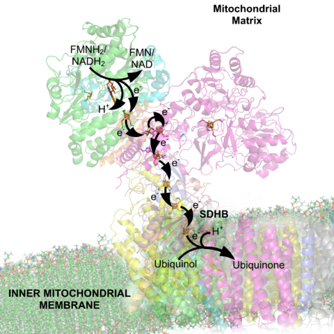 NADH Dehydrogenase