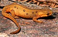 Image 5 Eastern newt Photo credit: Patrick Coin A terrestrial subadult Eastern newt or red eft (Notophthalmus viridescens). Salamanders of the family Salamandridae with aquatic adult stages are called newts. Some newts, including the Eastern newt, have a juvenile terrestrial stage called the eft. The red eft has bright aposematic coloration to warn predators of its highly toxic skin. More selected pictures
