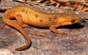 Eastern Newt (Red Eft). Location: Durham Count...