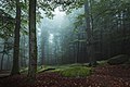 Platz 8: Stefan Hess Fotografie - Riesige, oft mit Moos bewachsene Steine auf dem Felsberg bei Lautertal im Geo-Naturpark Bergstraße-Odenwald