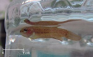 벨벳병(오디니움속(Oodinium) 종)에 감염된 물고기