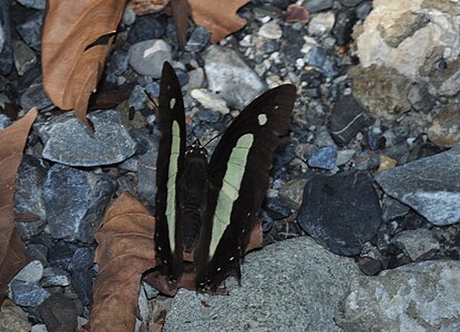 Dorsal view