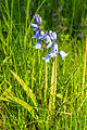 ladoňka španělská (Scilla hispanica) - Vachovec1