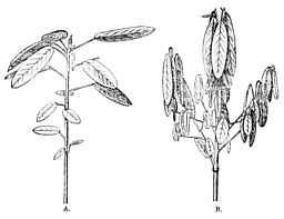 PSM V18 D524 Desmodium gyrans in diurnal and nocturnal state