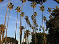 palm trees in Santa Monica, California