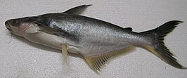 Pangasius bocourti