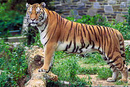 Tigris (Panthera tigris) a legnagyobb ma élő macskaféle