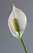 Peace lily - 1 - cropped