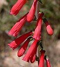 Flowers of Penstemon eatonii