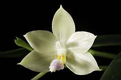 Description de l'image Phalaenopsis floresensis Fowlie, Orchid Digest 57- 36 (1993) DSC2982-Edit.jpg.