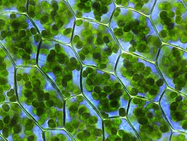 Cellules végétales, contenant des chloroplastes, observées au microscope optique. (définition réelle 800 × 600)