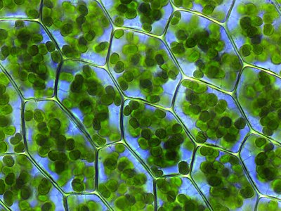 Kloroplast (Üreten:Fabelfroh)